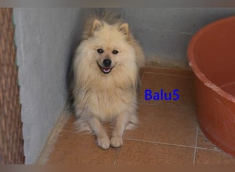 Balu5 geb. 02/2024 (ESP) - menschenbezogener, kleiner Wuschelbär!
