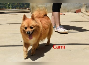Cami geb. 05/2020 (ESP) - menschenbezogene und liebevolle Hundedame sucht ihre Menschen!