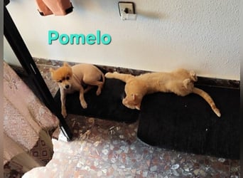 Pomelo geb. 07/2019 (ESP) - fröhlicher, katzenverträglicher Zwergspitz!