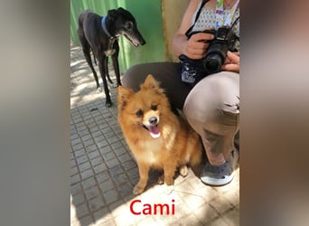 Cami geb. 05/2020 (ESP) - menschenbezogene und liebevolle Hundedame sucht ihre Menschen!