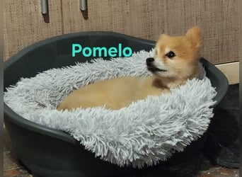 Pomelo geb. 07/2019 (ESP) - fröhlicher, katzenverträglicher Zwergspitz!