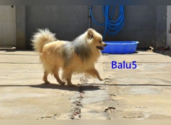 Balu5 geb. 02/2024 (ESP) - menschenbezogener, kleiner Wuschelbär!