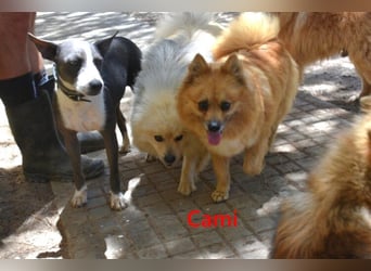 Cami geb. 05/2020 (ESP) - menschenbezogene und liebevolle Hundedame sucht ihre Menschen!