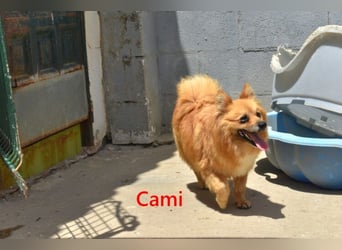 Cami geb. 05/2020 (ESP) - menschenbezogene und liebevolle Hundedame sucht ihre Menschen!