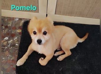 Pomelo geb. 07/2019 (ESP) - fröhlicher, katzenverträglicher Zwergspitz!