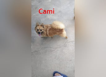 Cami geb. 05/2020 (ESP) - menschenbezogene und liebevolle Hundedame sucht ihre Menschen!