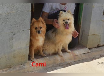 Cami geb. 05/2020 (ESP) - menschenbezogene und liebevolle Hundedame sucht ihre Menschen!