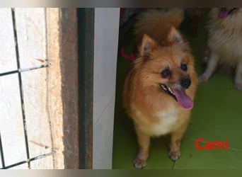 Cami geb. 05/2020 (ESP) - menschenbezogene und liebevolle Hundedame sucht ihre Menschen!