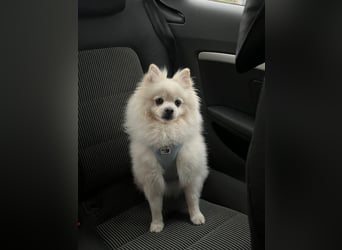 Milow Aufgeweckter Zwergspitz sucht liebevolles Zuhause!