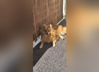 Nelly - ihr Frauchen kann sie nicht mehr versorgen