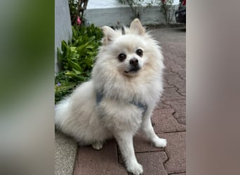 Milow Aufgeweckter Zwergspitz sucht liebevolles Zuhause!
