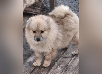 DONOVAN ca. 1 J  sehr lieber Zwergspitz sucht liebevolles Zuhause