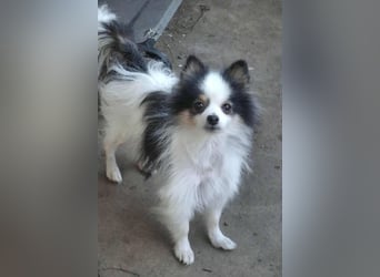 LINA ca. 5,5 J. kleine (24 cm hoch) Zwergspitzhündin