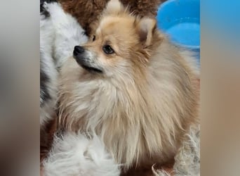 DONOVAN ca. 1 J  sehr lieber Zwergspitz sucht liebevolles Zuhause