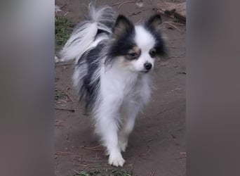 LINA ca. 5,5 J. kleine (24 cm hoch) Zwergspitzhündin