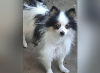 LINA ca. 5,5 J. kleine (24 cm hoch) zwergspitzhündin