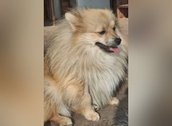 DONOVAN ca. 1 J  sehr lieber Zwergspitz sucht liebevolles Zuhause