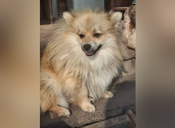 DONOVAN ca. 1 J  sehr lieber Zwergspitz sucht liebevolles Zuhause