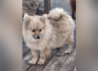 DONOVAN ca. 1 J  sehr lieber Zwergspitz sucht liebevolles Zuhause