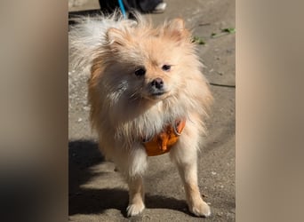 Mutiger Max sucht seine Familie