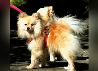 Mutiger Max sucht seine Familie