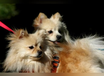 Mutiger Max sucht seine Familie