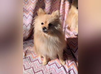 Mutiger Max sucht seine Familie