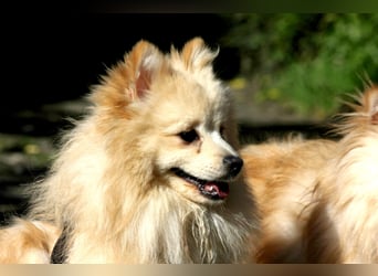 Moritz wartet auf sein Für-Immer-Zuhause