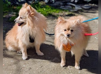 Mutiger Max sucht seine Familie