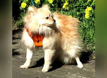 Mutiger Max sucht seine Familie