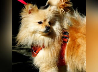 Mutiger Max sucht seine Familie