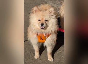 Mutiger Max sucht seine Familie