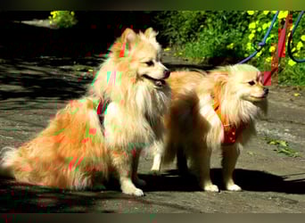 Moritz wartet auf sein Für-Immer-Zuhause