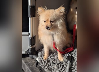 Mutiger Max sucht seine Familie