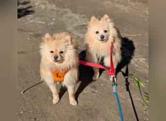 Moritz wartet auf sein Für-Immer-Zuhause