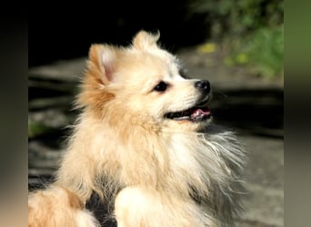 Moritz wartet auf sein Für-Immer-Zuhause