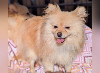 Mutiger Max sucht seine Familie