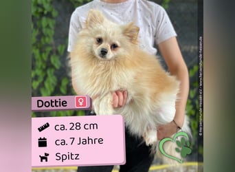 Dottie
