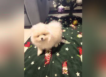 Pomeranian Zwergspitz