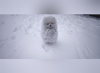 Pomeranian Zwergspitz
