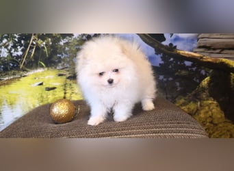 Pomeranian Zwergspitz