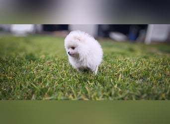 Pomeranian Zwergspitz