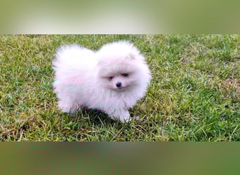 Pomeranian Zwergspitz
