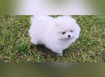 Pomeranian Zwergspitz