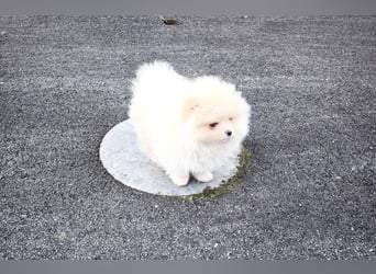 Pomeranian Zwergspitz