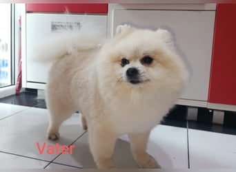 Pomeranian Zwergspitz