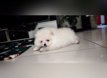 Pomeranian Zwergspitz