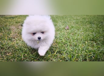 Pomeranian Zwergspitz