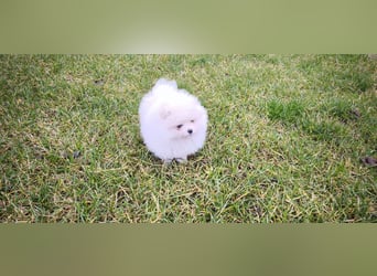 Pomeranian Zwergspitz
