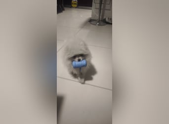 Pomeranian Zwergspitz